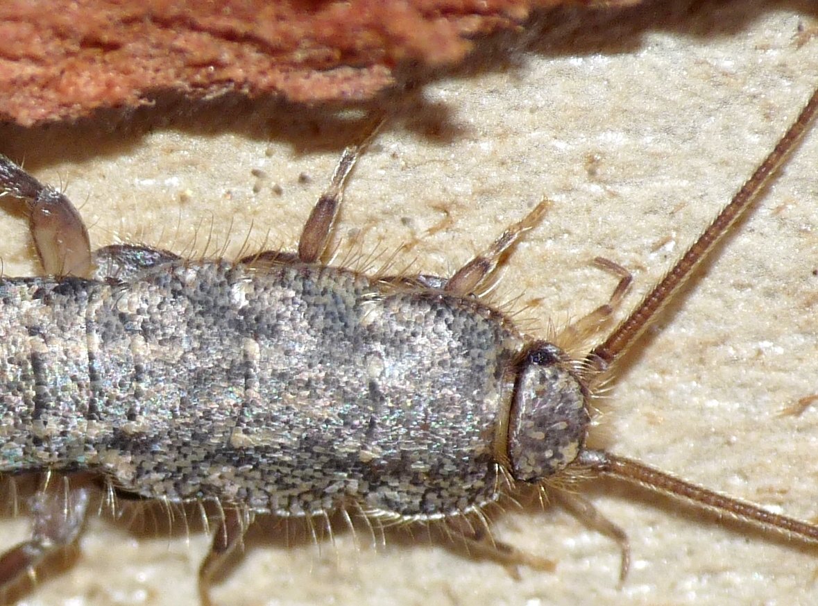 Da identificare - Zygentoma